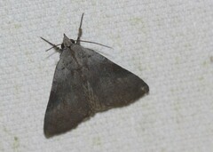 Avatha discolor
