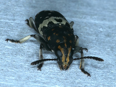 Basitropis relicta
