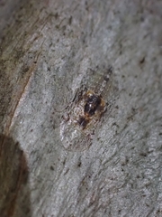 Ledromorpha planirostris