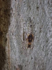 Ledromorpha planirostris