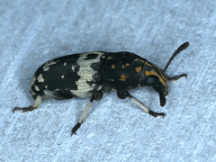 Basitropis relicta