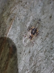 Ledromorpha planirostris