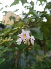 Solanum paniculatum