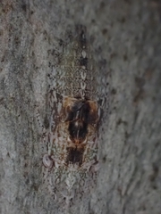 Ledromorpha planirostris