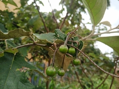 Solanum paniculatum