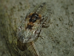 Ledromorpha planirostris