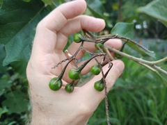 Solanum paniculatum