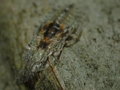 Ledromorpha planirostris