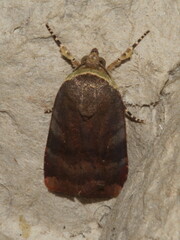 Noctua janthina