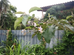 Solanum paniculatum