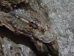 Ledromorpha planirostris