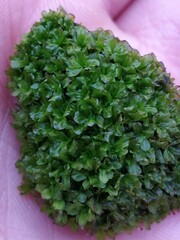 Syntrichia latifolia