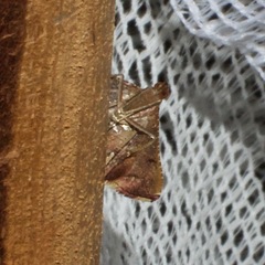 Endotricha pyrosalis