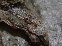 Ledromorpha planirostris