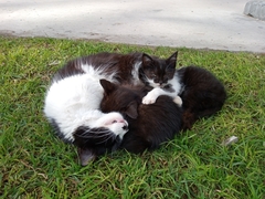 Felis catus