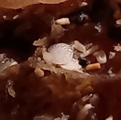 Elphidium crispum