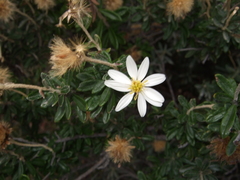 Chiliotrichum diffusum