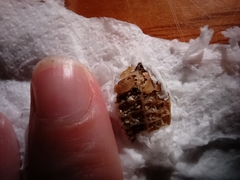 Elphidium crispum
