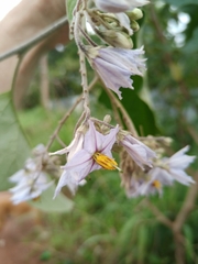 Solanum paniculatum