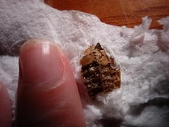 Elphidium crispum