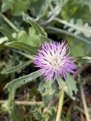Centaurea aspera