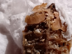 Elphidium crispum