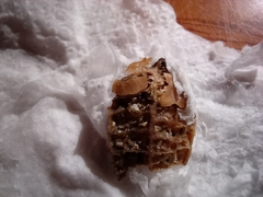 Elphidium crispum