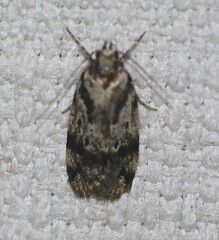 Barea basigramma