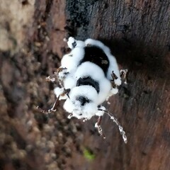 Beauveria bassiana