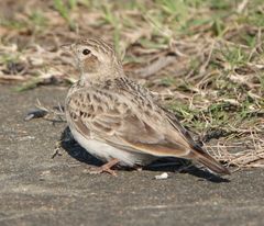 Calandrella dukhunensis