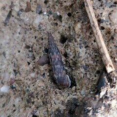 Alinda biplicata