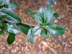 Berberis ilicifolia