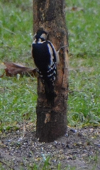 Dendrocopos major