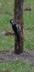 Dendrocopos major