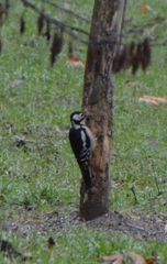 Dendrocopos major