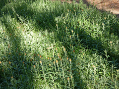 Xerochrysum subundulatum