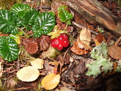 Rubus geoides