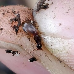 Oxypselaphus obscurus