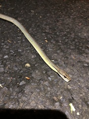 Dendrelaphis calligaster