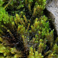Ptychostomum pseudotriquetrum