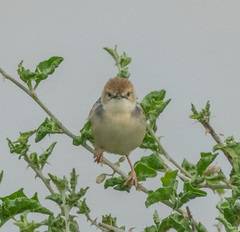 Cisticola marginatus