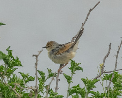 Cisticola marginatus