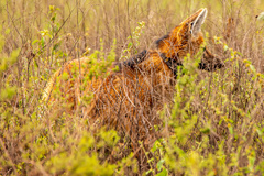 Chrysocyon brachyurus