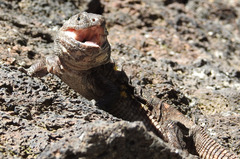 Gallotia simonyi