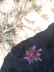 Disa