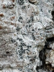 Arthonia radiata