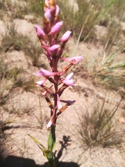 Disa