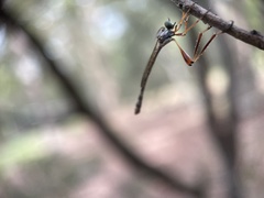 Leptogaster