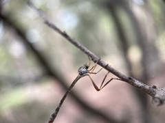 Leptogaster