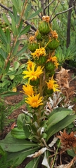 Berkheya herbacea